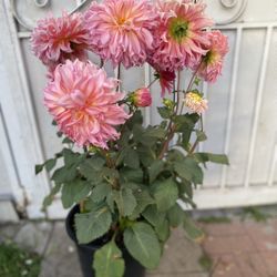 Planta De Flor De Dhalia Con Flores Gigantes, En Maceta De 5 Gallones Es Planta Para Patio Pick Up Only