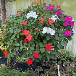 Impatiens