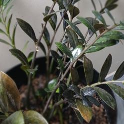 Black Raven ZZZ Plant