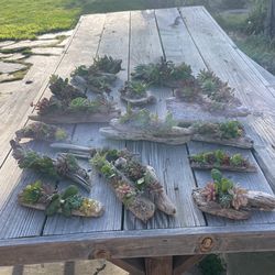Driftwood Succulents