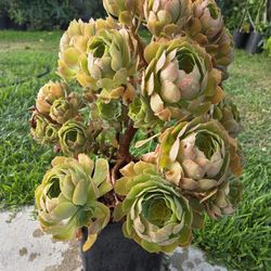 Suculent Plant