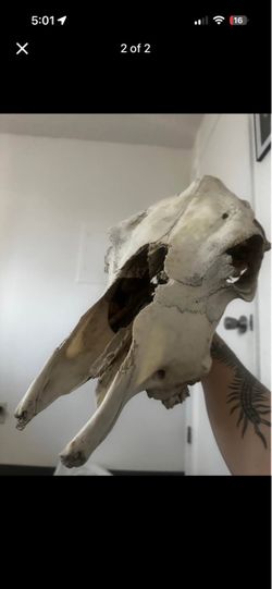 Cow skull