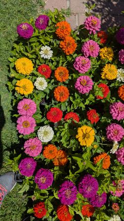 Flowers