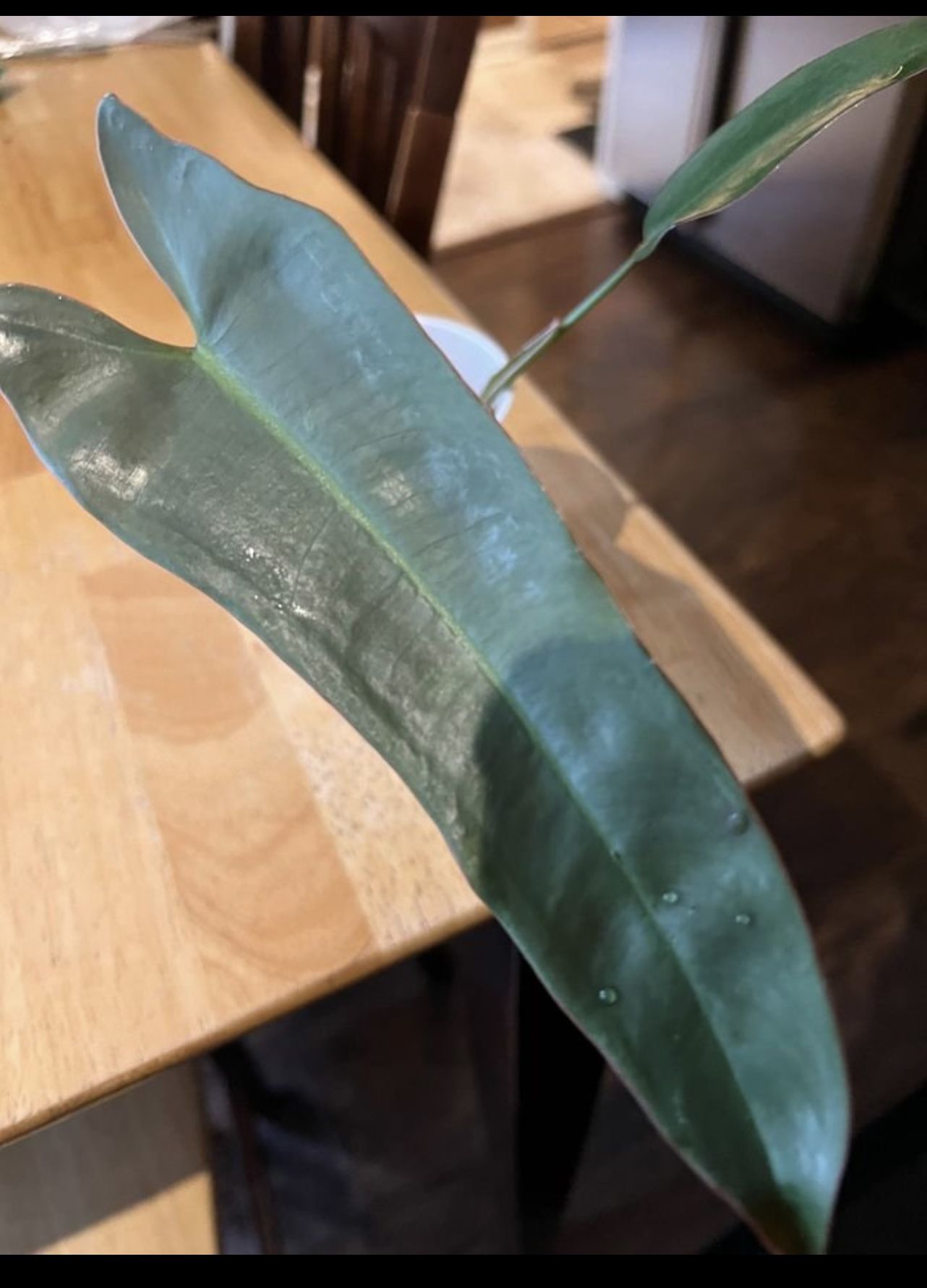 Philodendron Billietiea Top Cut Rooted Plant