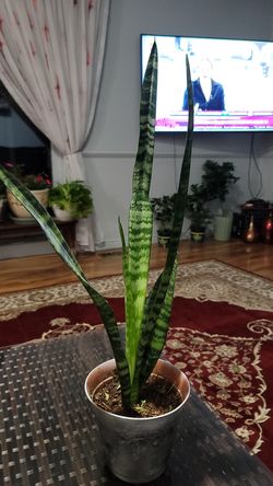 sansevieria They ar also highly-sought after for their air-purifying properties