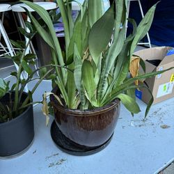 FLASH SALE PLANT BUNDLE WITH POTS