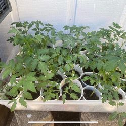 Tomato Plant Starters 