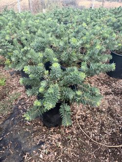 Little John bushes 5 gallons