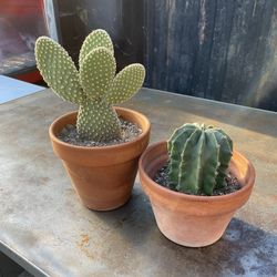 2 Cacti In Terra Cotta Pots