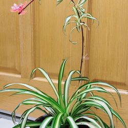 Spider Plant 