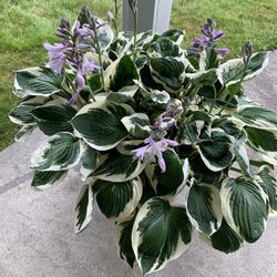 Hosta Plant 