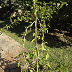 Uña De Gato Plant Medesinal 