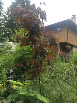 King Norway 10-ft maple tree