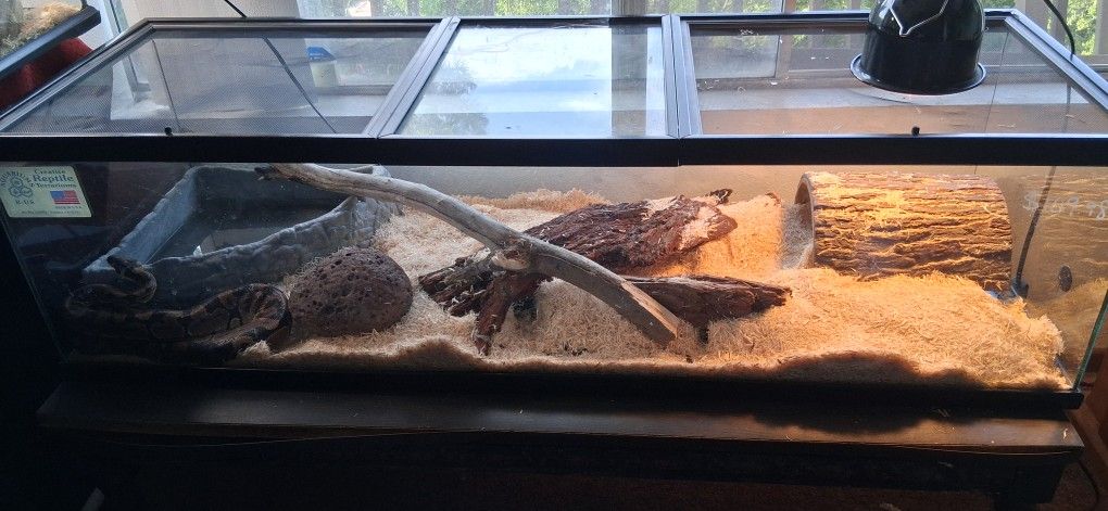 Large Reptile Tank Every Thing Included