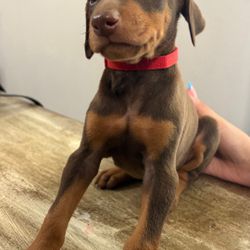 Dog collars