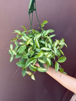 6” Hoya Princess