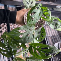 Monstera Adansonii