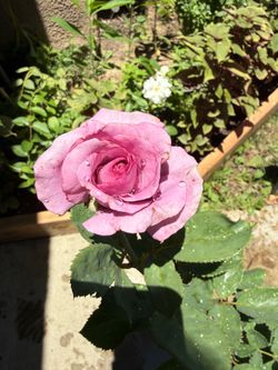 Rose 🌹 Melody Perfume with Buds & Flowers
