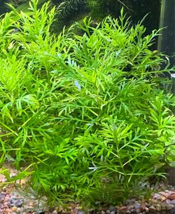 Pogo Stemon Water Plants
