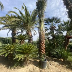 Large 10 Ft Dates Palms For Sale 
