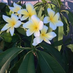 40 DOLLOR PLUMERIA