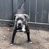 Frankie