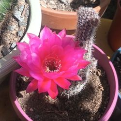 Beautiful Cactus.