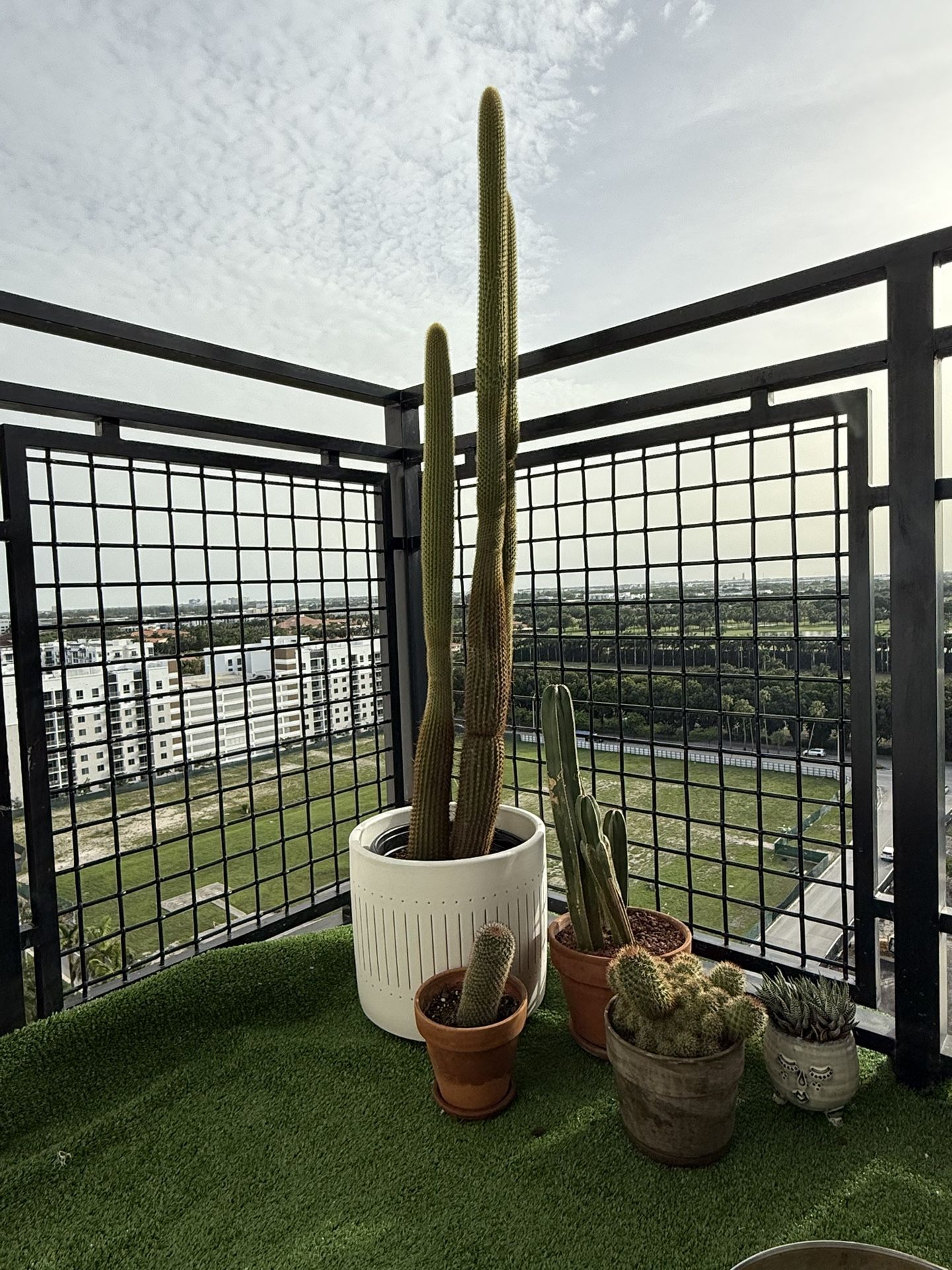 Tall And Beautiful Espostoa Cactus