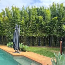 Gracilis Bamboo ~ #1 Clumping Bamboo for Privacy