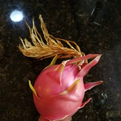Red Dragon Fruit Cactus Plant 1 Gallon Drought Tolerant