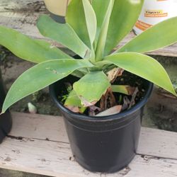 Plants
