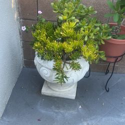 Plant With Pot