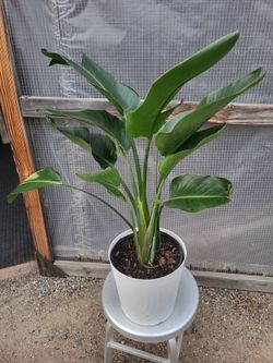 Birds Of Paradise 3' Tall  10" Nursery Pot