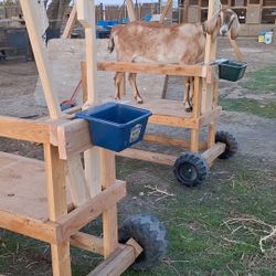 Goat Stand Sheep Stand Mesa Para Ordeñar