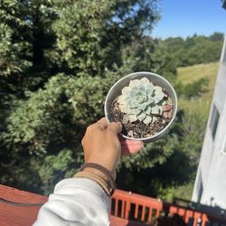 Live succulent in pail