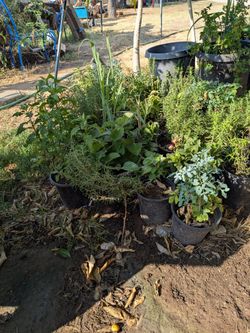 6 inch Plantas de  telimon romero y oregano y ruda 