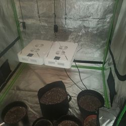 Two Adjustable 600 Watt Grow Lights 