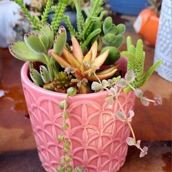 4" Ceramic Pot with Mixed Succulents 