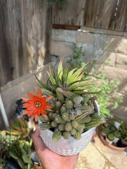 Cactus