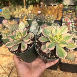 Aeonium sunburst plants 🪴💛
