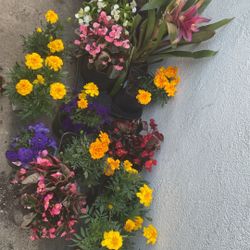 Plants  Variety flowers pansies, Merigold
