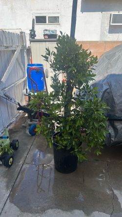 very good plan for your patio 25 each Ficus trees very good plant for your patio 25 each