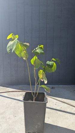 Cherimoya tree