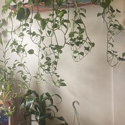 Pothos Plants 