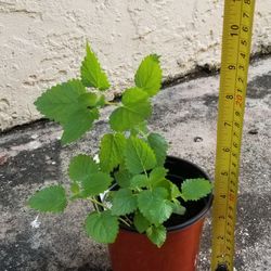 Lemon Balm Plant,  Live 