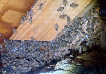 Hunny Bees In Your House?, Hunny Bees In Your Tree ?