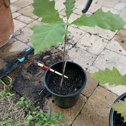 Bur Oak Tree 