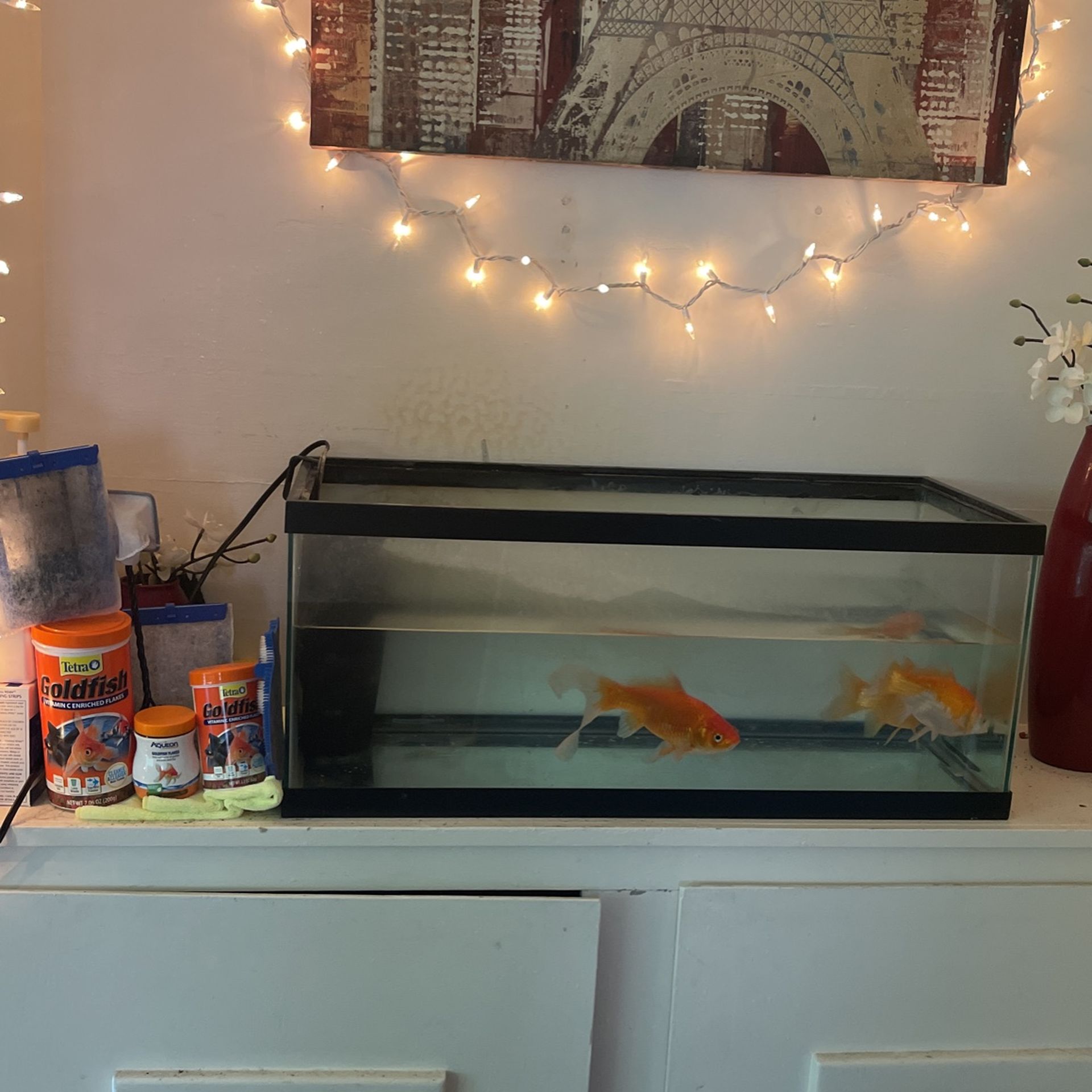 Gold Fishes With Supply’s