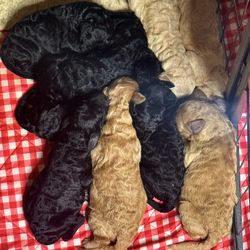 Golden doodle Blanket 