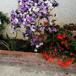 #1  5gallon Flowering Plant Yesterday, today, and tomorrow ( Hoy, mañana, y siempre)  Outside garden flowers